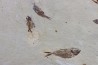 banc de poissons Armigatus brevissimus - Cénomanien - Haquel - Byblos - LIBAN