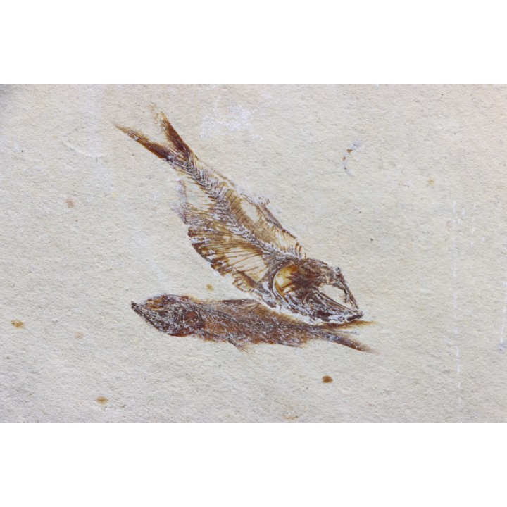 banc de poissons Armigatus brevissimus - Cénomanien - Haquel - Byblos - LIBAN