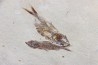 Armigatus brevissimus - Cénomanian - Haquel - Byblos - LIBANON