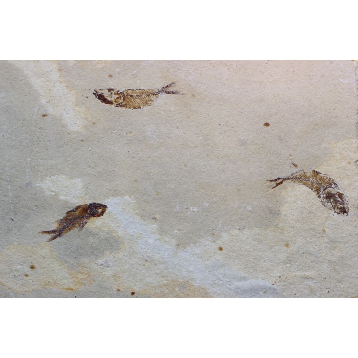 Armigatus brevissimus - Cénomanian - Haquel - Byblos - LIBANON