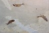 Armigatus brevissimus - Cénomanian - Haquel - Byblos - LIBANON