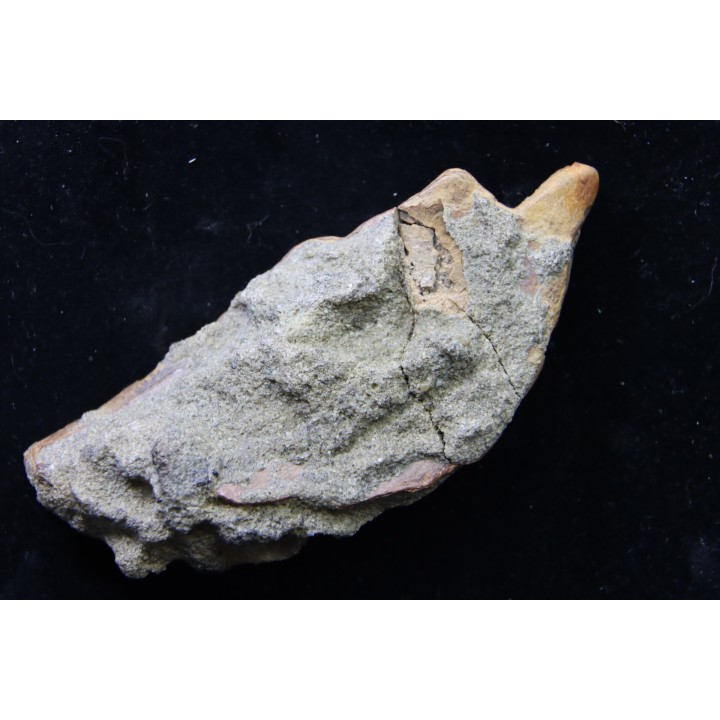 Chimarea - lower Crétaceous - Stariy Oskol. Belgorod, RUSSIA