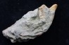 Chimarea - lower Crétaceous - Stariy Oskol. Belgorod, RUSSIA