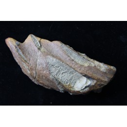 Chimarea - lower Crétaceous - Stariy Oskol. Belgorod, RUSSIA