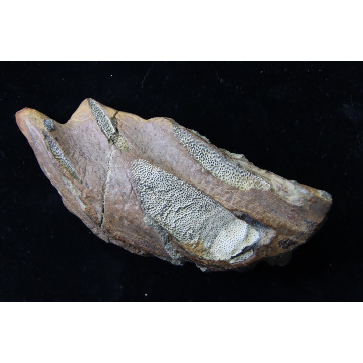 Chimarea - lower Crétaceous - Stariy Oskol. Belgorod, RUSSIA