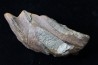 Chimarea - lower Crétaceous - Stariy Oskol. Belgorod, RUSSIA
