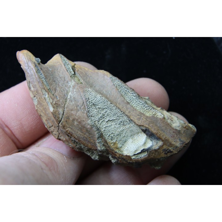 Chimarea - lower Crétaceous - Stariy Oskol. Belgorod, RUSSIA