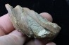 Chimarea - lower Crétaceous - Stariy Oskol. Belgorod, RUSSIA