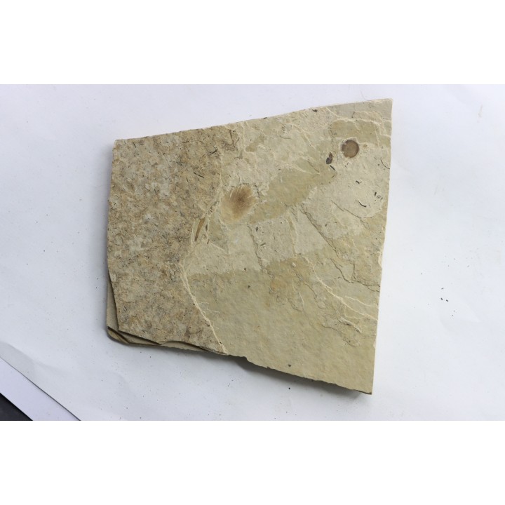 bird feather - stampian (oligocene) - Provence- France
