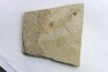 bird feather - stampian (oligocene) - Provence- France