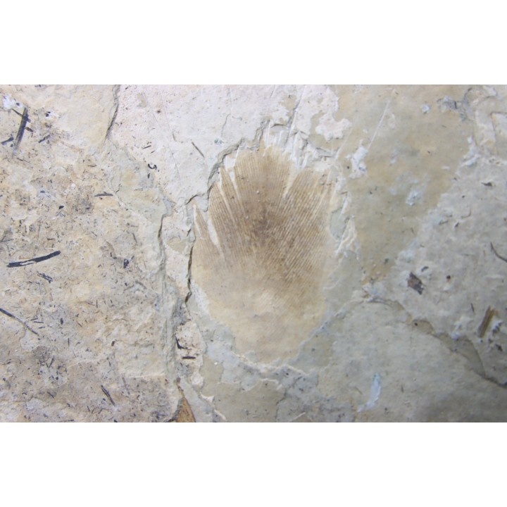 bird feather - stampian (oligocene) - Provence- France