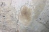 bird feather - stampian (oligocene) - Provence- France
