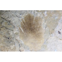 bird feather - stampian (oligocene) - Provence- France