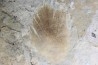 bird feather - stampian (oligocene) - Provence- France