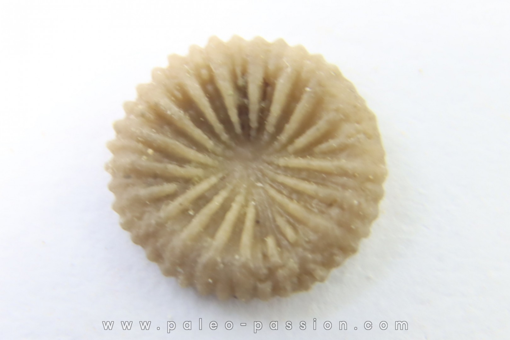corail bouton: Palaeocyclus Porpitus (Linnaeus, 1765) - Silurien - Lickarshamn - Gotland, SUEDE