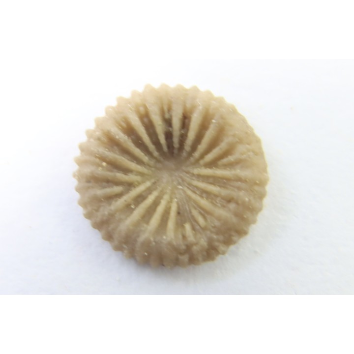 corail bouton: Palaeocyclus Porpitus (Linnaeus, 1765) - Silurien - Lickarshamn - Gotland, SUEDE