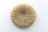 corail bouton: Palaeocyclus Porpitus (Linnaeus, 1765) - Silurien - Lickarshamn - Gotland, SUEDE