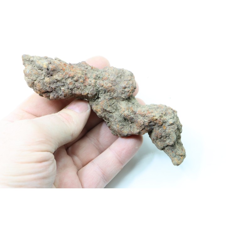 COPROLITHE DE REPTILE - cénozoïque - région de Betsiboka, province de Majunga - Madagascar