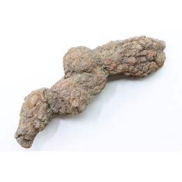 coprolithe of reptil - cenozoic -  Betsiboka, province of Majunga - Madagascar