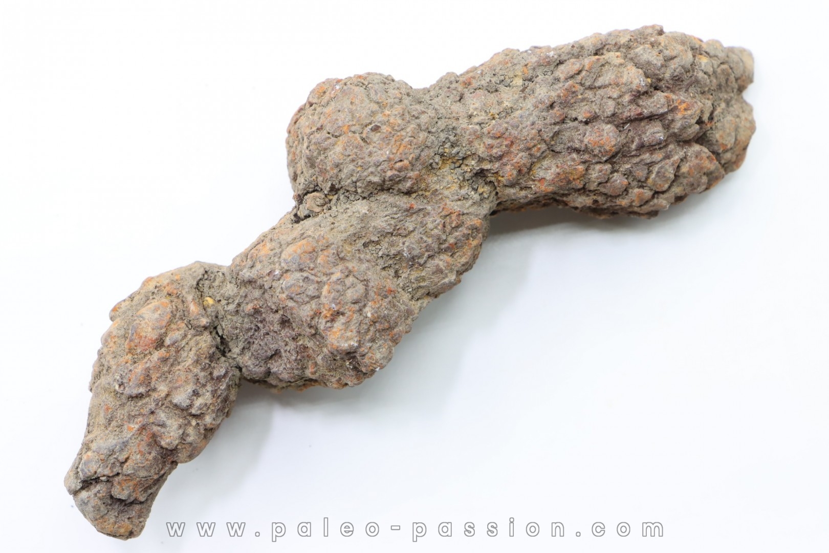 coprolithe of reptil - cenozoic - Betsiboka, province of Majunga - Madagascar