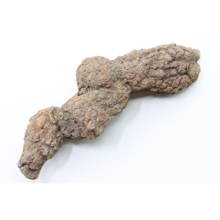 coprolithe of reptil - cenozoic -  Betsiboka, province of Majunga - Madagascar