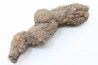 coprolithe of reptil - cenozoic - Betsiboka, province of Majunga - Madagascar