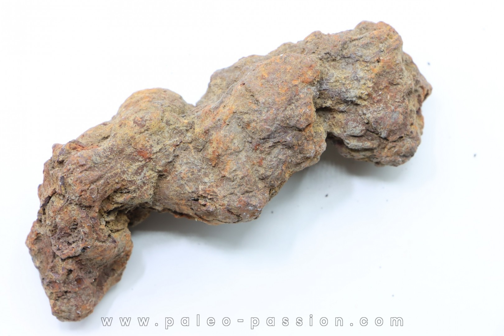 coprolithe of reptil - cenozoic - Betsiboka, province of Majunga - Madagascar