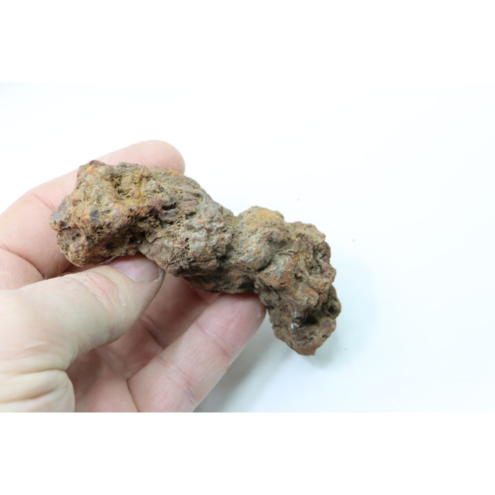 coprolithe of reptil - cenozoic -  Betsiboka, province of Majunga - Madagascar