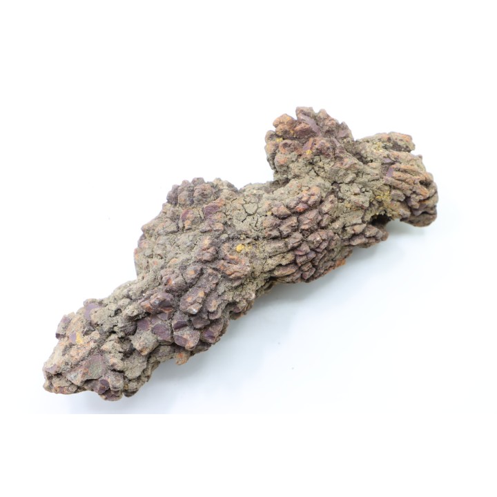 COPROLITHE DE REPTILE - cénozoïque - région de Betsiboka, province de Majunga - Madagascar