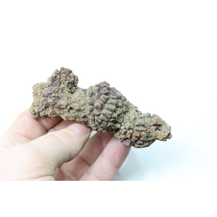 coprolithe of reptil - cenozoic -  Betsiboka, province of Majunga - Madagascar