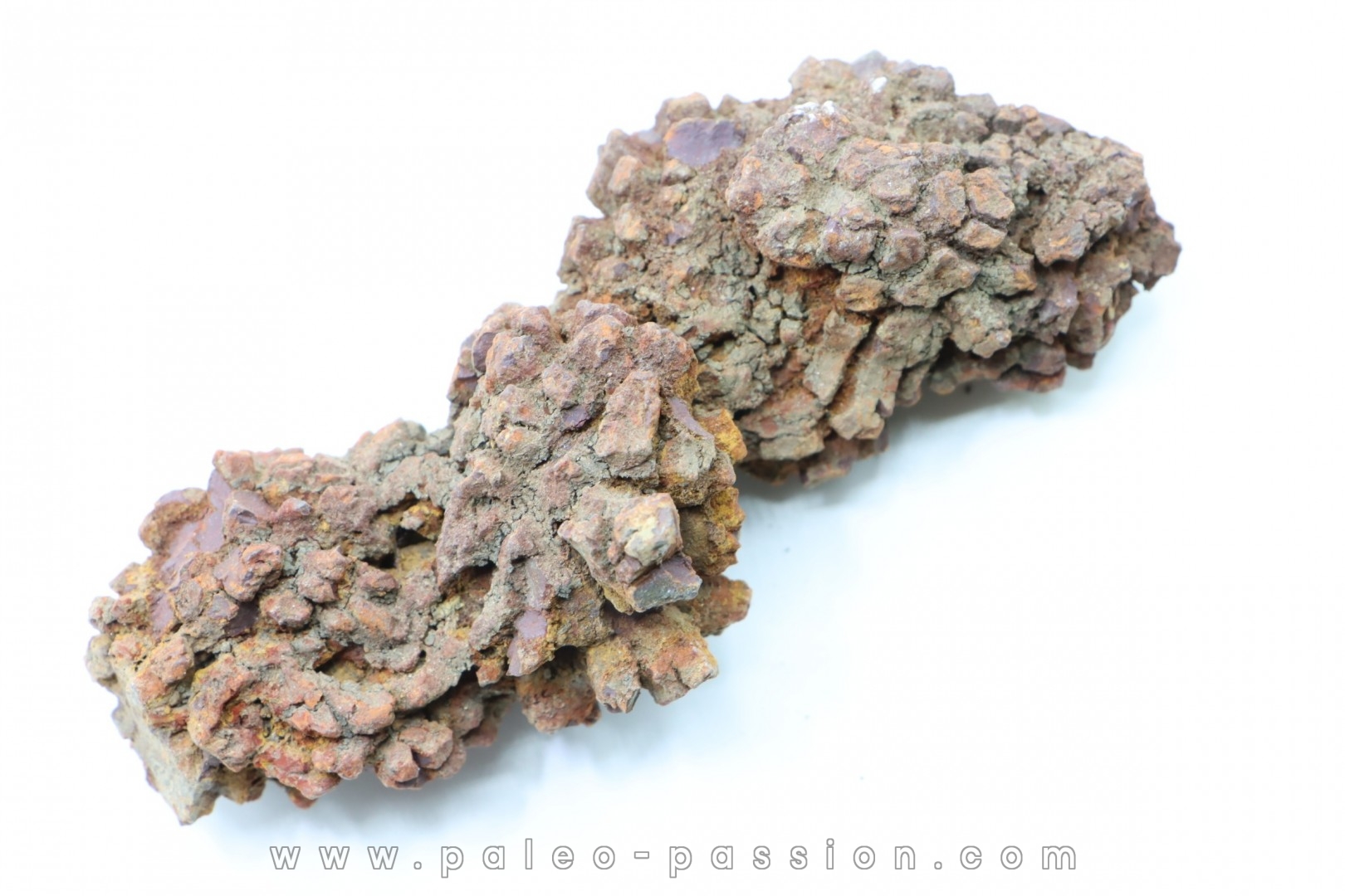 coprolithe of reptil - cenozoic - Betsiboka, province of Majunga - Madagascar