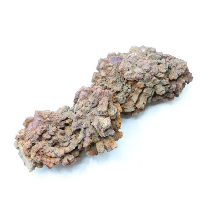COPROLITHE DE REPTILE - cénozoïque - région de Betsiboka, province de Majunga - Madagascar