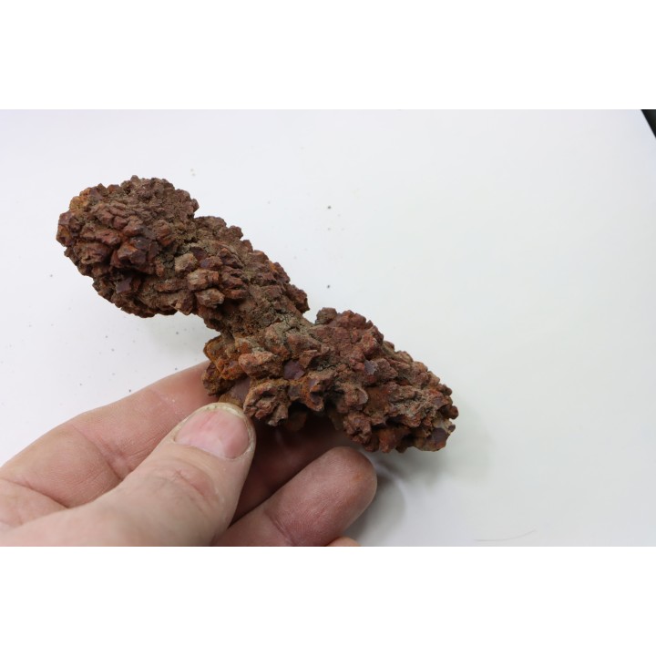 COPROLITHE DE REPTILE - cénozoïque - région de Betsiboka, province de Majunga - Madagascar
