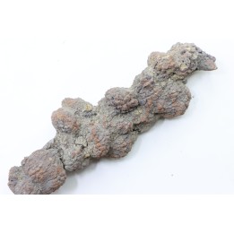 coprolithe of reptil - cenozoic -  Betsiboka, province of Majunga - Madagascar