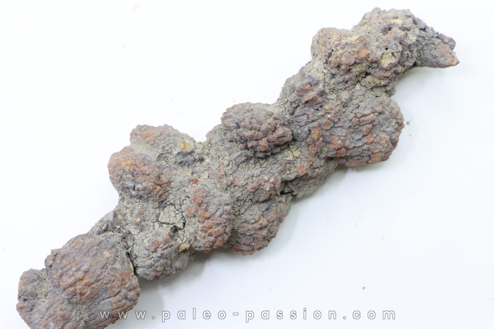 coprolithe of reptil - cenozoic - Betsiboka, province of Majunga - Madagascar