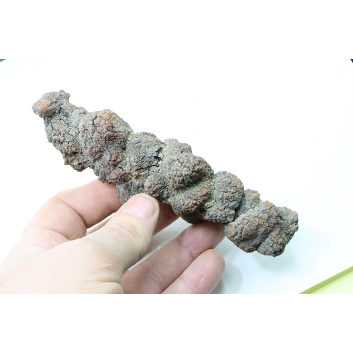 coprolithe of reptil - cenozoic -  Betsiboka, province of Majunga - Madagascar