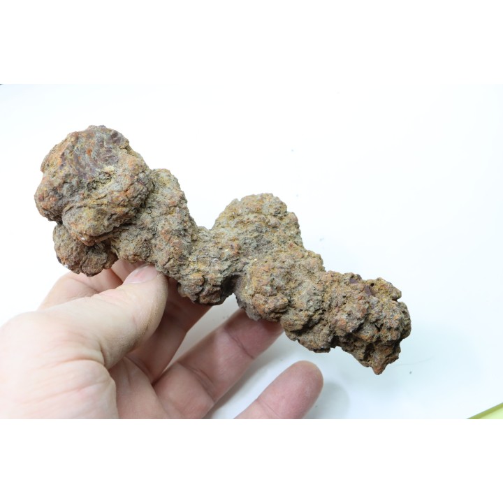 COPROLITHE DE REPTILE - cénozoïque - région de Betsiboka, province de Majunga - Madagascar