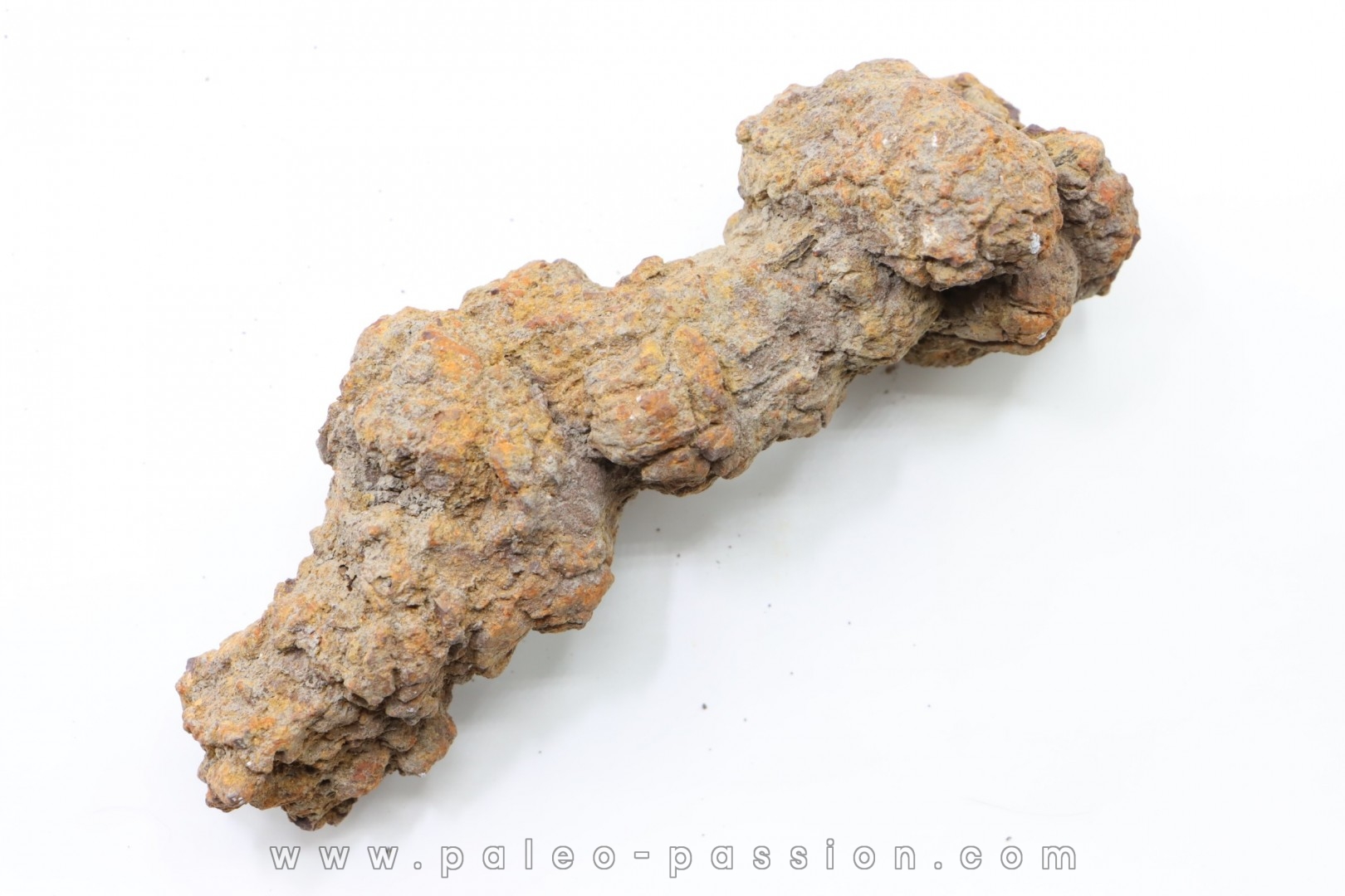 coprolithe of reptil - cenozoic - Betsiboka, province of Majunga - Madagascar