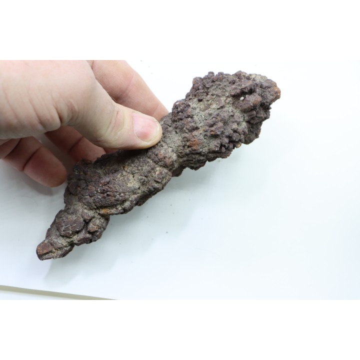 COPROLITHE DE REPTILE - cénozoïque - région de Betsiboka, province de Majunga - Madagascar