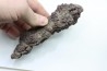 coprolithe of reptil - cenozoic - Betsiboka, province of Majunga - Madagascar