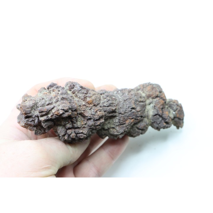 coprolithe of reptil - cenozoic -  Betsiboka, province of Majunga - Madagascar