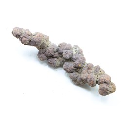 COPROLITHE DE REPTILE - cénozoïque - région de Betsiboka, province de Majunga - Madagascar