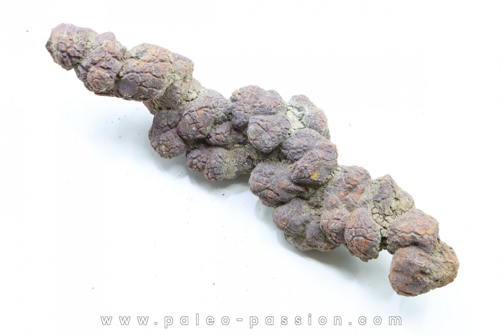 COPROLITHE DE REPTILE - cénozoïque - région de Betsiboka, province de Majunga - Madagascar