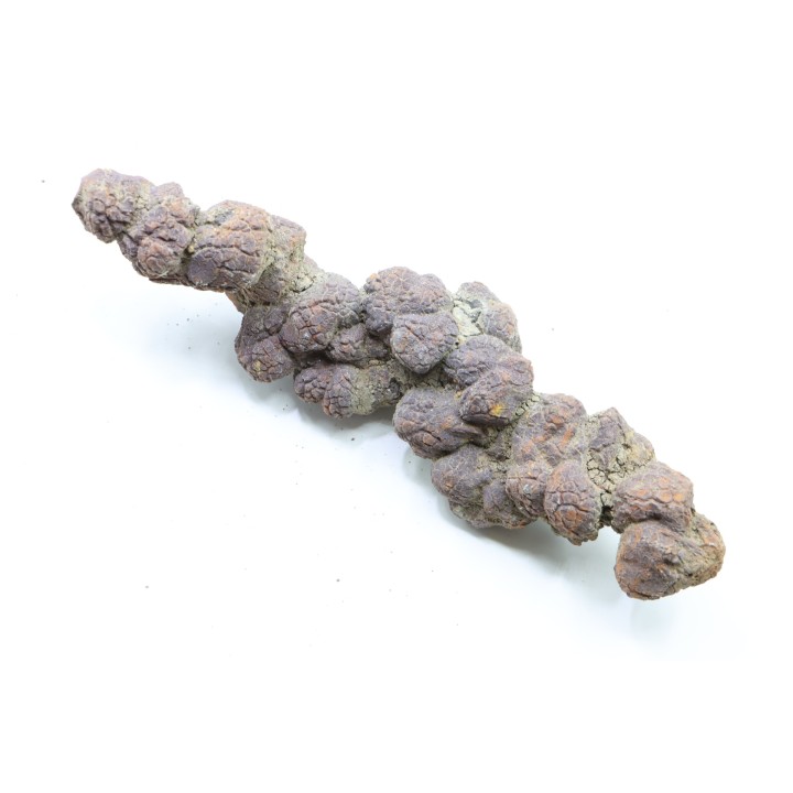 COPROLITHE DE REPTILE - cénozoïque - région de Betsiboka, province de Majunga - Madagascar