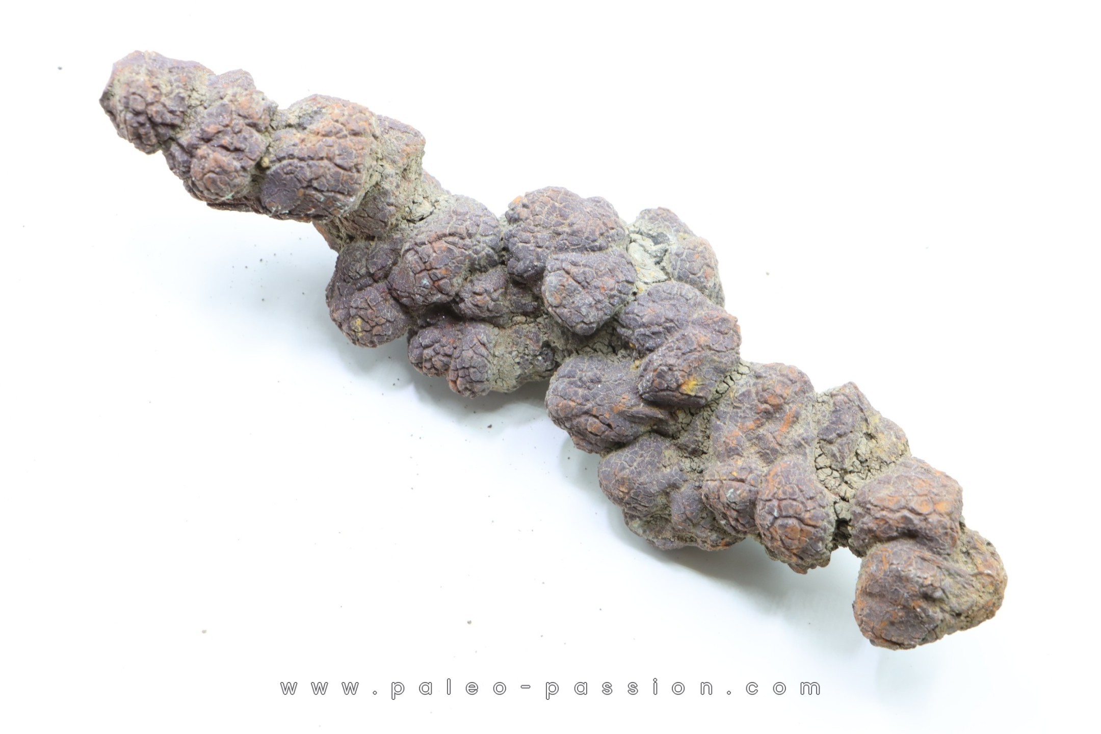 coprolithe of reptil - cenozoic - Betsiboka, province of Majunga ...