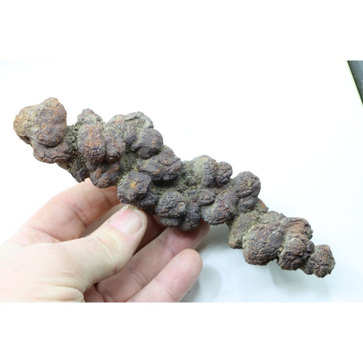 coprolithe of reptil - cenozoic -  Betsiboka, province of Majunga - Madagascar