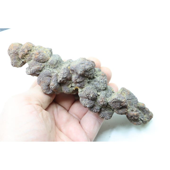 COPROLITHE DE REPTILE - cénozoïque - région de Betsiboka, province de Majunga - Madagascar