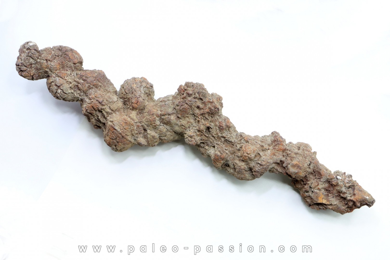 coprolithe of reptil - cenozoic - Betsiboka, province of Majunga - Madagascar