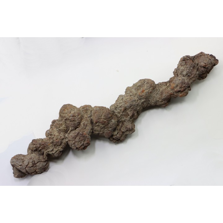 COPROLITHE DE REPTILE - cénozoïque - région de Betsiboka, province de Majunga - Madagascar