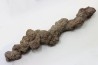 coprolithe of reptil - cenozoic - Betsiboka, province of Majunga - Madagascar